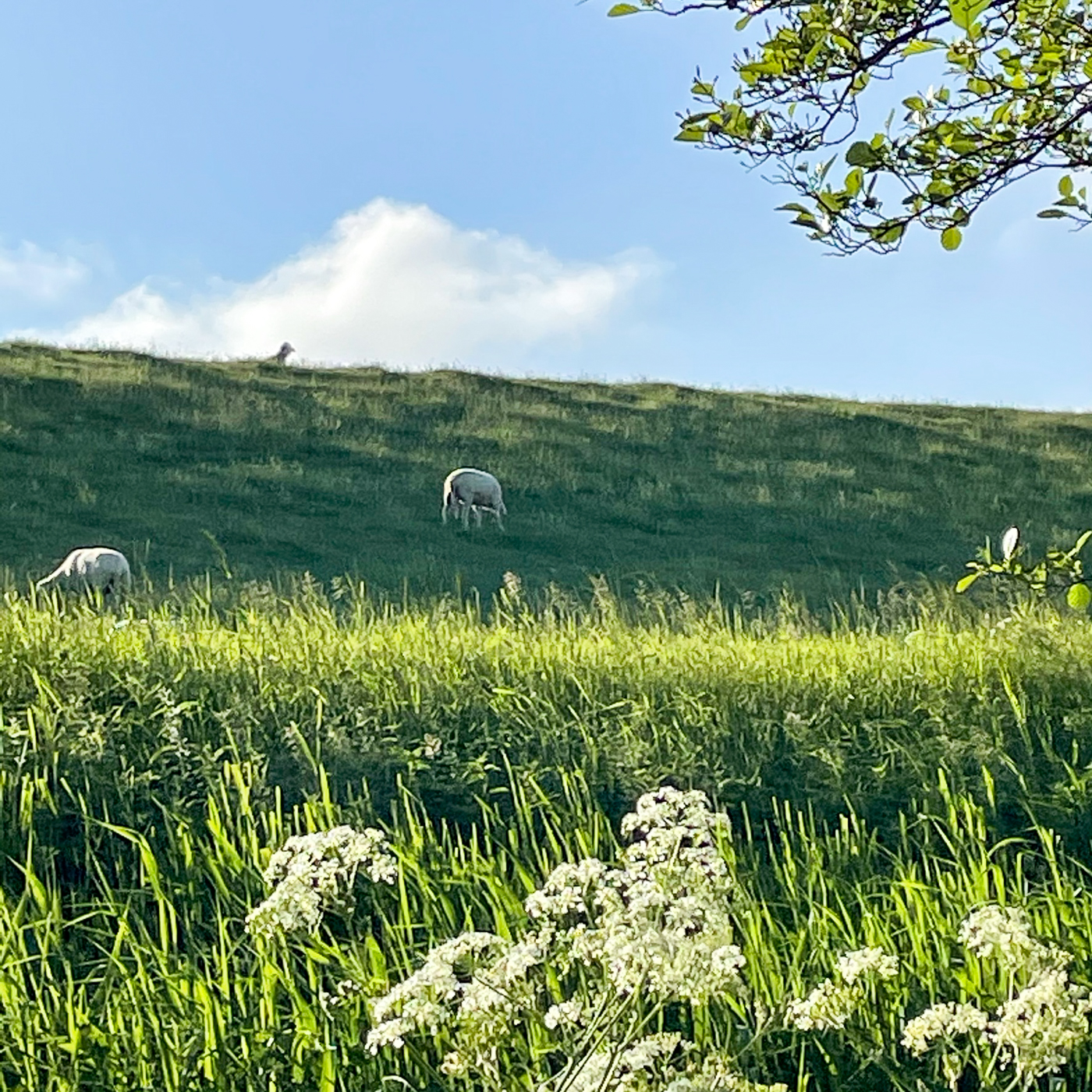 Am Rhein bei Wesel Bisslich