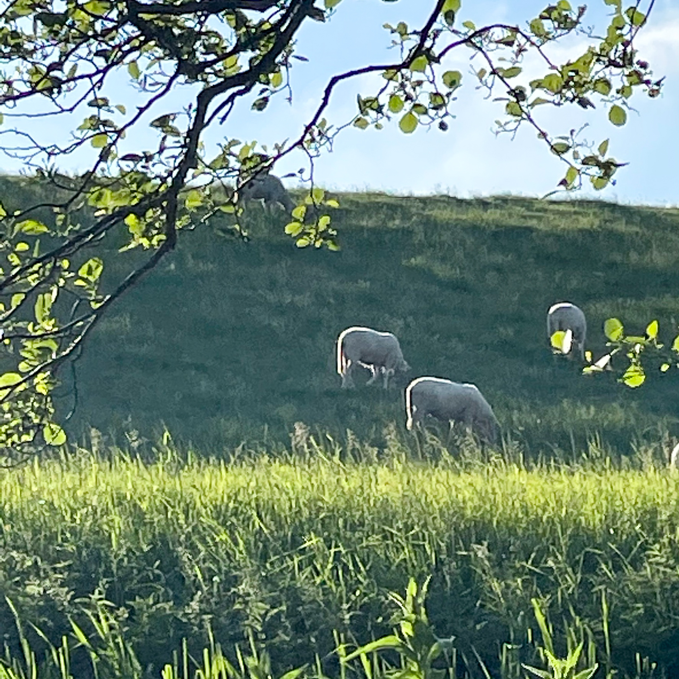 Am Rhein bei Wesel Bisslich